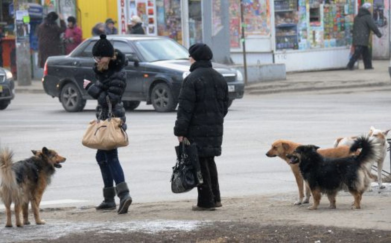 В начале января 46 воронежцев пострадали от укусов собак