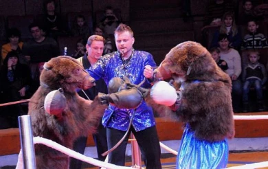 Известные цирковые артисты рассказали, почему медведь может напасть на дрессировщика