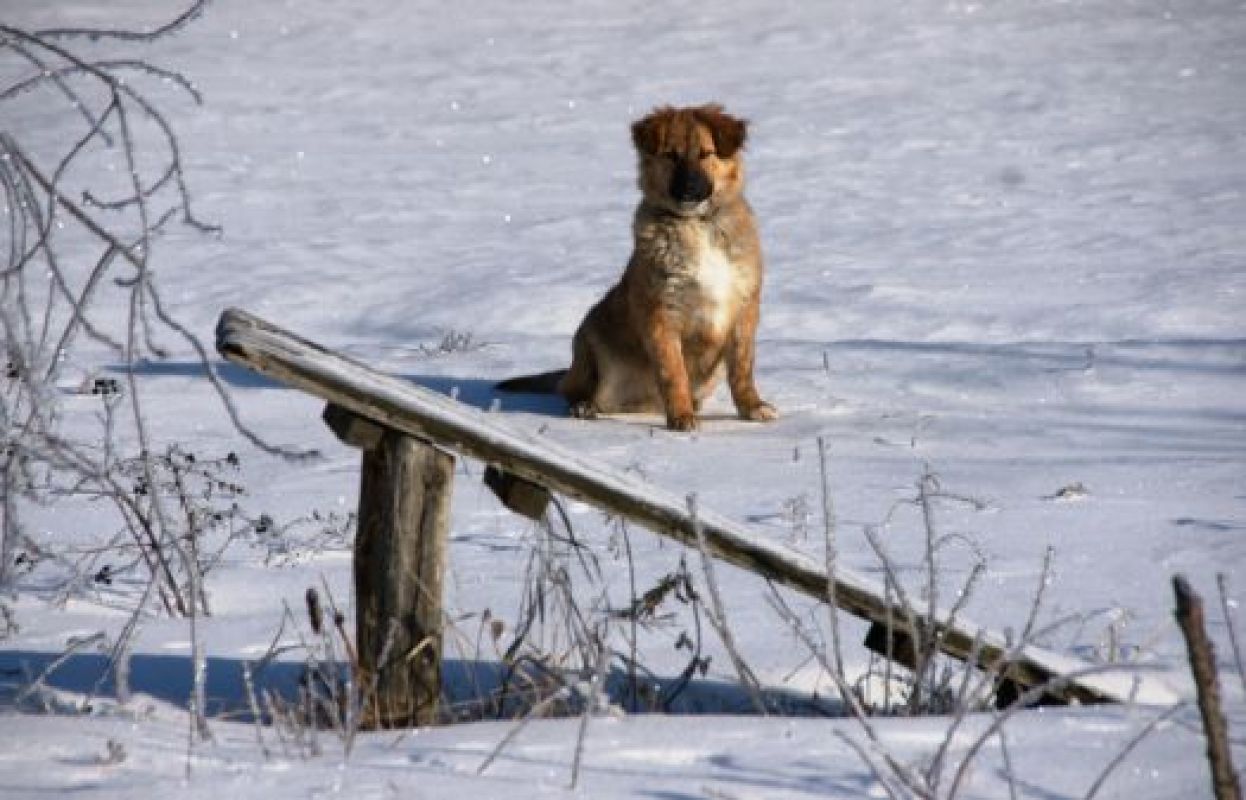 На этой неделе воронежцев ждут мороз и солнце