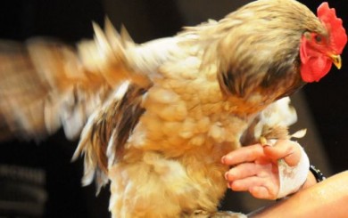 Воронежский подросток пырнул ножом знакомого и украл у соседки курицу