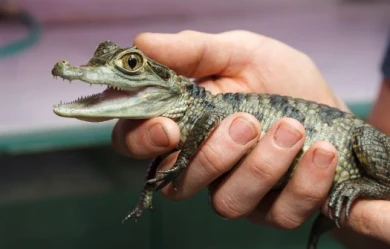 В Воронежском океанариуме появился крокодил размером с ладонь