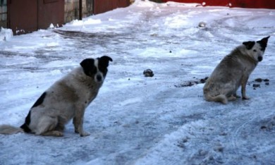 В Черноземье участились случаи отравления собак «розовым снегом»