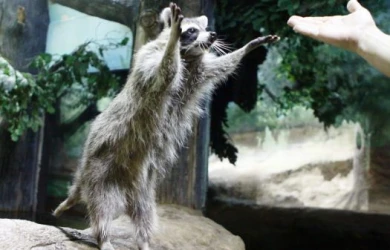 В воронежском океанариуме рассказали, как енот-полоскун спасает из воды своего детёныша (ВИДЕО)