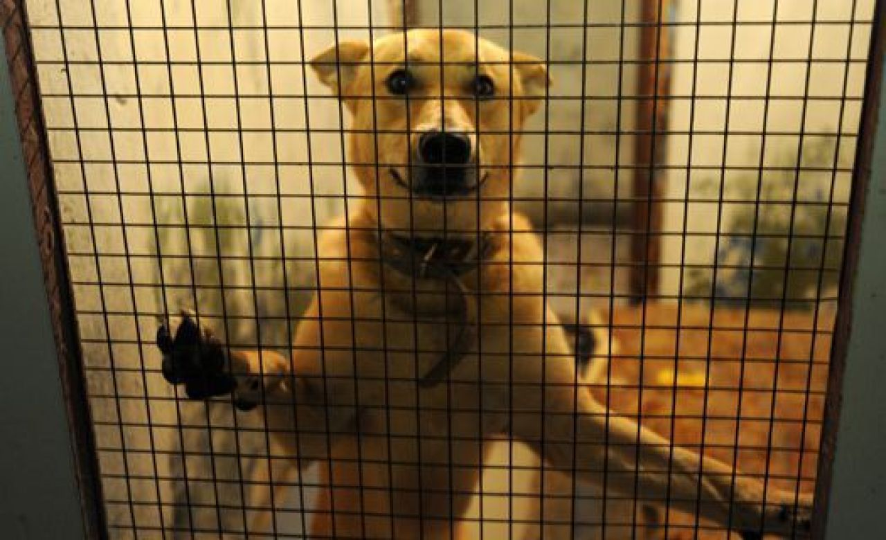 В Воронеже определили ответственных за отлов бродячих животных