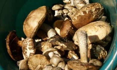 Санитарные врачи напомнили воронежцам, как правильно собирать грибы
