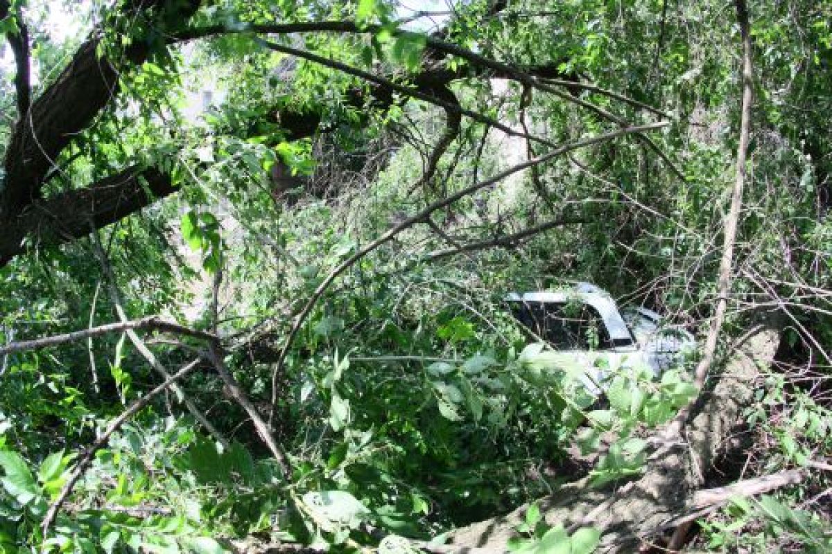 Последствия стихии в Воронеже: подмытое дерево упало на 5 машин