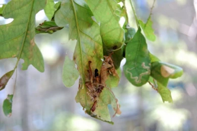 Воронежцы обеспокоены гибелью дубов у входа в парк 