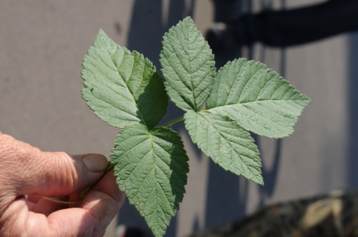 Под Воронежем выпал стеклянный дождь