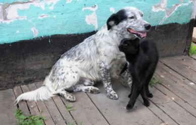 Зоозащитники проведут в парке «Танаис» акцию в поддержку стерилизации кошек