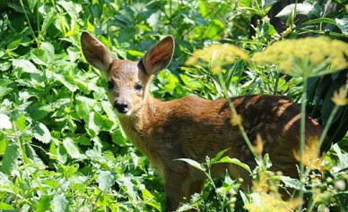 Сотрудник Хоперского заповедника выкармливает из соски детёныша косули