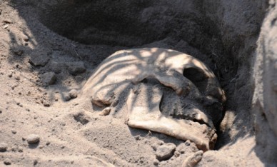 Под Воронежем нашли два массовых захоронения пленных красноармейцев