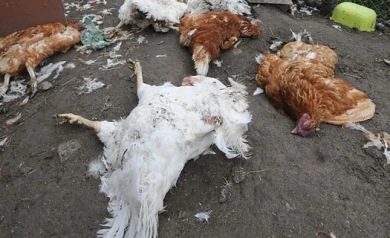 Неизвестный зверь 4 дня подряд убивает всю домашнюю птицу в хозяйствах под Воронежем