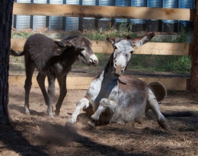 В Воронеже открылась экотропа с бизонами, оленями и яками