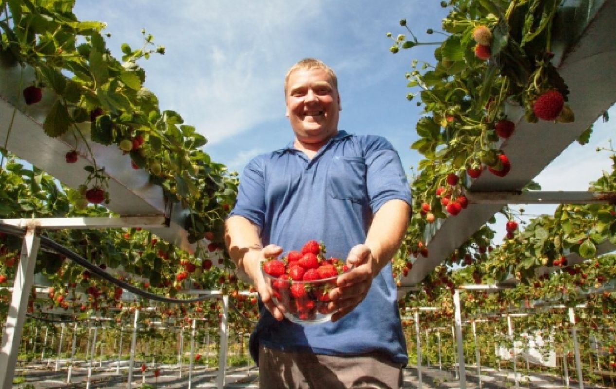 Под Воронежем бывший милиционер организовал на даче клубничный рай