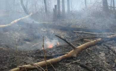 Вокруг Воронежа расчистят леса от поваленных деревьев
