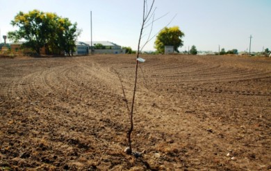 В Воронежской области «Лес Победы» сравняли с землёй