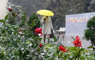 Снегопады обошли Воронеж стороной