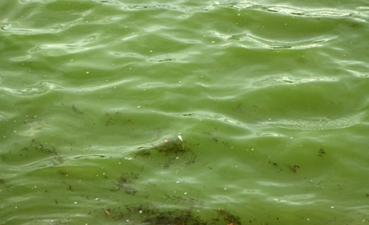 Воронежцы предлагают очистить водохранилище с помощью плавучих островов