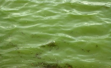 Воронежцы предлагают очистить водохранилище с помощью плавучих островов