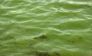 Воронежцы предлагают очистить водохранилище с помощью плавучих островов