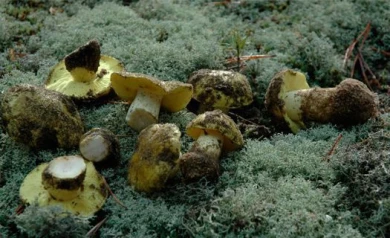 В Воронежской области от отравления грибами умерли 2 человека