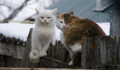 Синоптики обещают Воронежу тёплую зиму