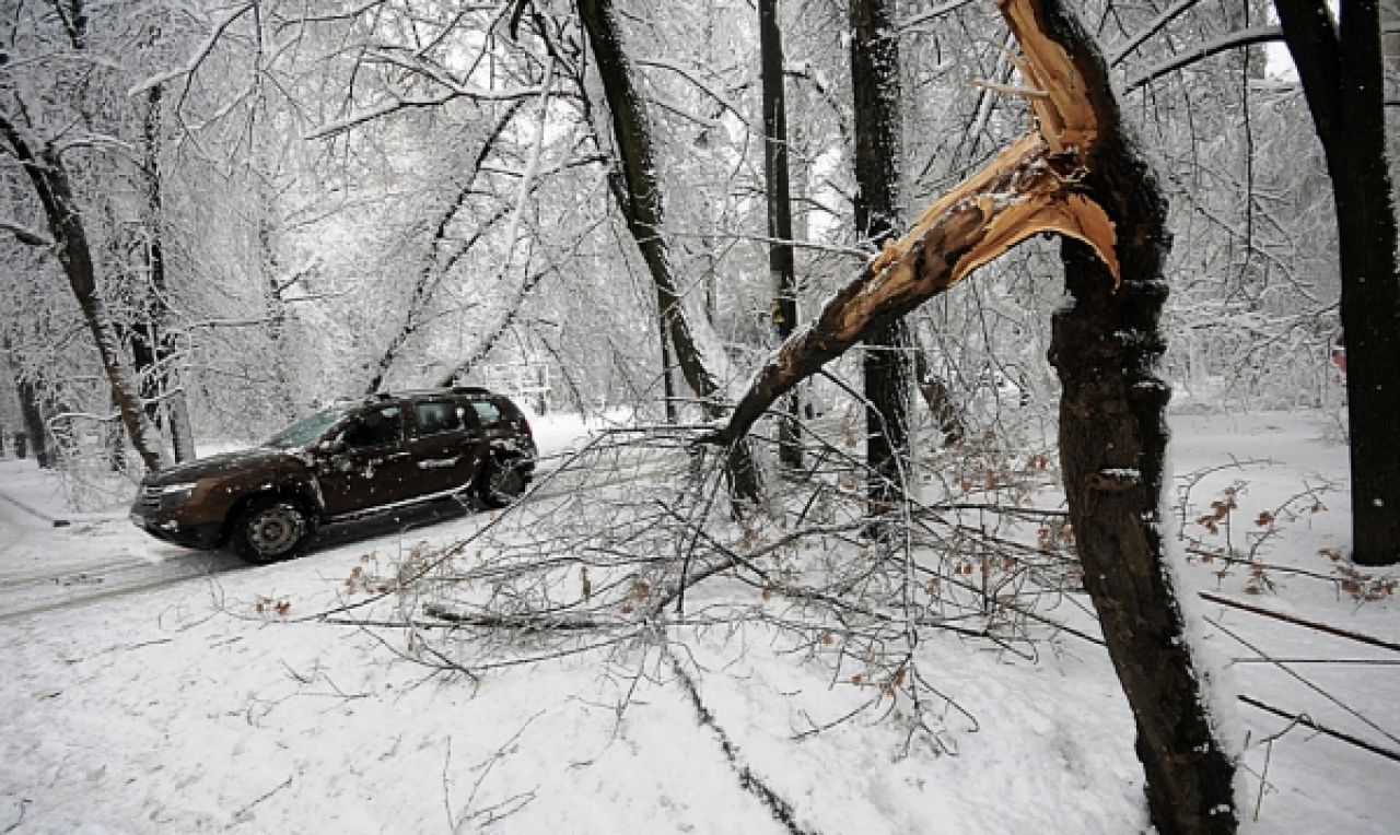 В Воронеже у поликлиники ветка дерева упала на женщину с ребёнком
