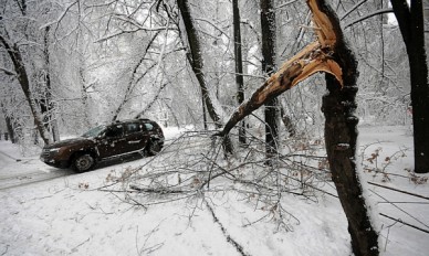 В Воронеже у поликлиники ветка дерева упала на женщину с ребёнком