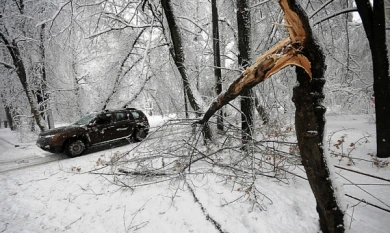 В Воронеже у поликлиники ветка дерева упала на женщину с ребёнком