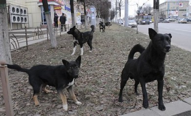 В Воронеже автомобилистка спасла двух школьников от стаи собак