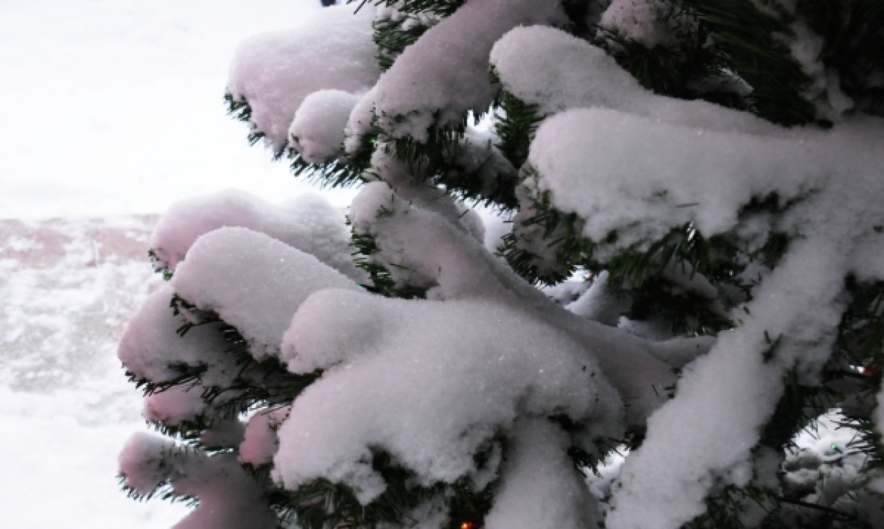 В Воронеже спилили ёлку, за которой ухаживали сотни людей