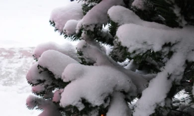 В Воронеже спилили ёлку, за которой ухаживали сотни людей