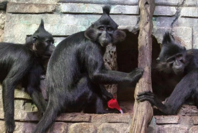 В воронежском океанариуме обезьяны отметили Новый год фруктовым тортом с компотом