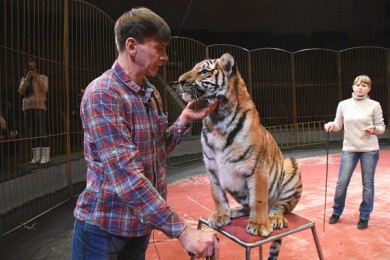 Дрессировщик Виталий Смолянец в Воронеже рассказал, как, лишившись ног, дрессиру...