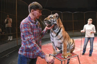 Дрессировщик Виталий Смолянец в Воронеже рассказал, как, лишившись ног, дрессирует 13 хищников