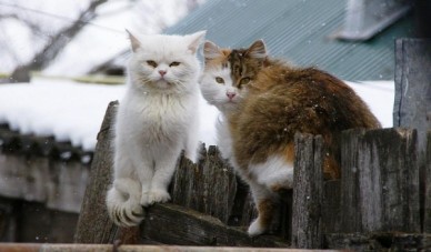 В Воронеже побит температурный рекорд 33-летней давности