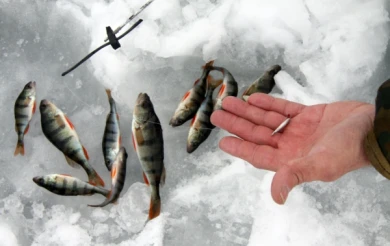 Организаторы Кубка по зимней рыбалке: «В Воронежском водохранилище идеальная рыба!»