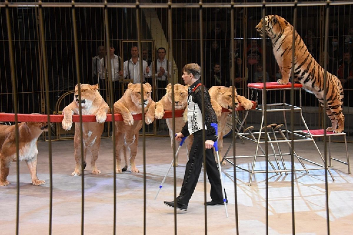 Почему тигры способны на дружбу: четыре любопытных факта о хищниках от дрессировщика