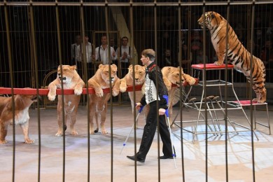 Почему тигры способны на дружбу: четыре любопытных факта о хищниках от дрессиров...