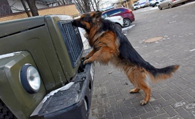 В Воронеже немецкая овчарка за три минуты нашла имитатор взрывного устройства, з...