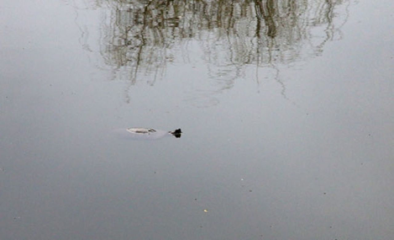 В озере на Минской всплыла одна из живущих там черепах