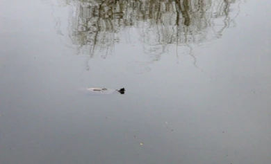 В озере на Минской всплыла одна из живущих там черепах