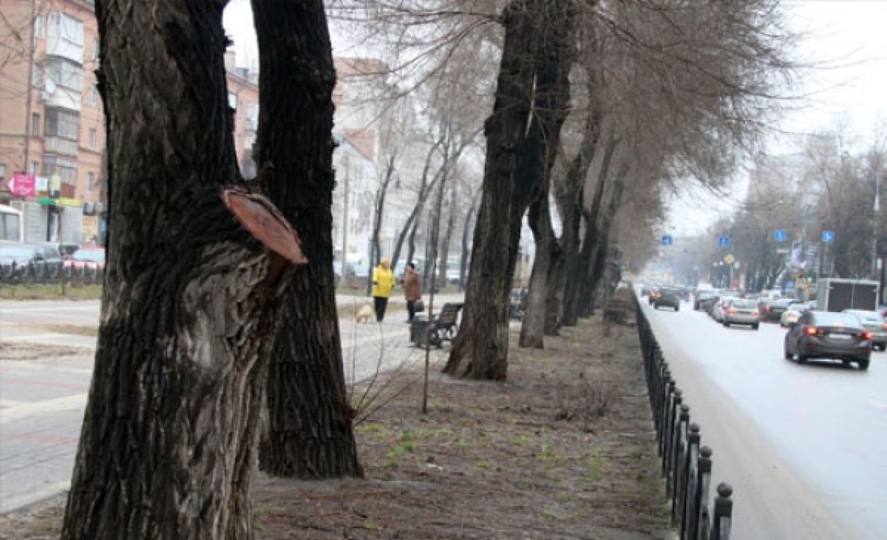 В Воронеже Кольцовский бульвар готовят к высадке саженцев лип