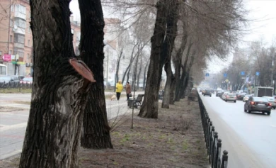 В Воронеже Кольцовский бульвар готовят к высадке саженцев лип