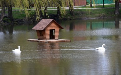 Воронежцев просят не кормить хлебом лебедей в прудах на Левом берегу