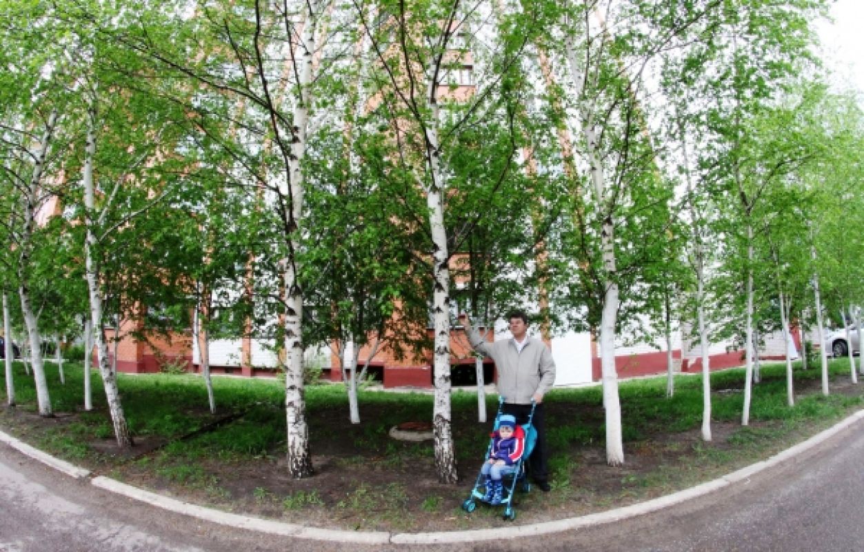 Берёзы, посаженные Вячеславом Чумертовым