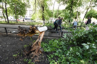 В Воронеже дерево упало на тротуар в метре от пешехода