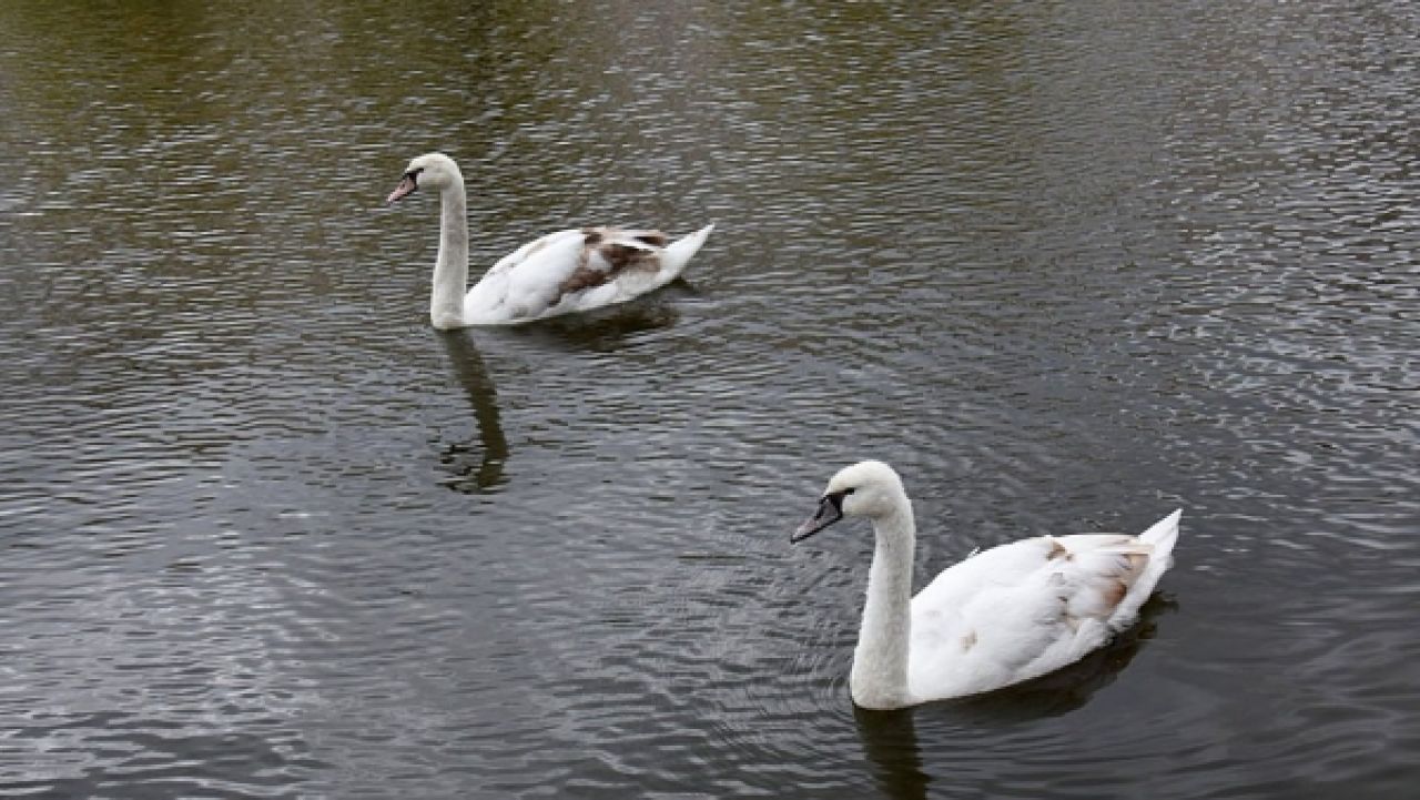 Лебеди в озере на Минской
