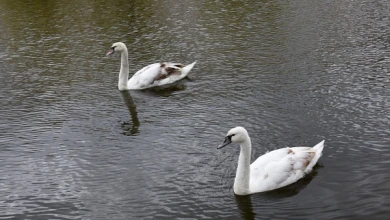Почему в озере на Минской больше не будет лебедей?