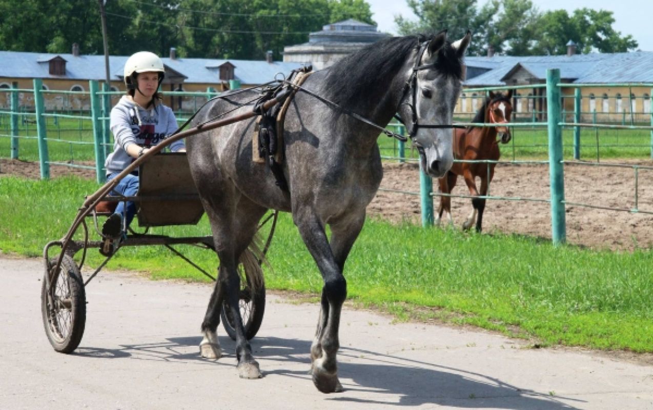 Занятия в школе наездников